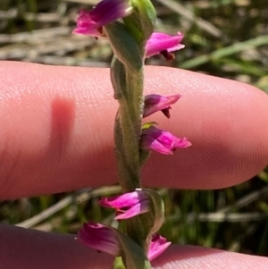 Spiranthes australis at Kosciuszko National Park - suppressed