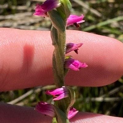 Spiranthes australis (Austral Ladies Tresses) at Gooandra, NSW - 29 Jan 2024 by Tapirlord