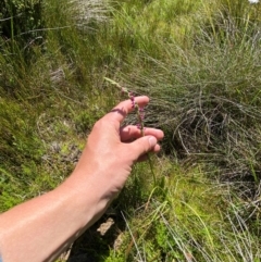 Spiranthes australis at Kosciuszko National Park - suppressed