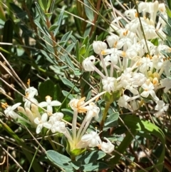 Pimelea glauca (Smooth Rice Flower) at Kosciuszko National Park - 28 Jan 2024 by Tapirlord