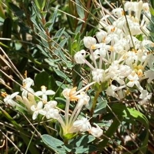 Pimelea glauca at Kosciuszko National Park - 29 Jan 2024