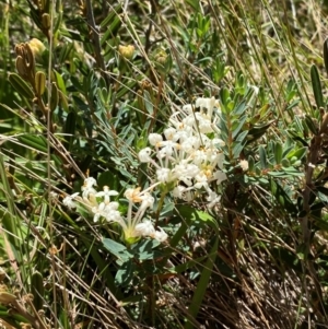 Pimelea glauca at Kosciuszko National Park - 29 Jan 2024