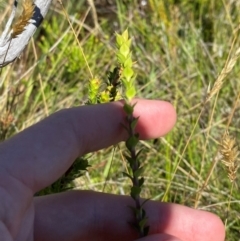 Epacris breviflora (Drumstick Heath) at Kosciuszko National Park - 28 Jan 2024 by Tapirlord