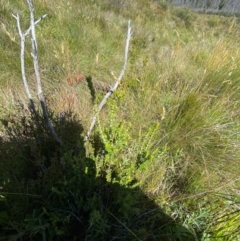 Epacris breviflora at Kosciuszko National Park - 29 Jan 2024