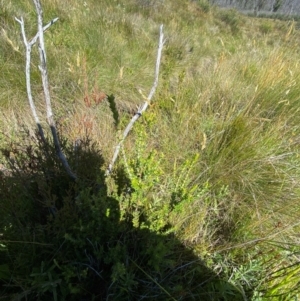 Epacris breviflora at Kosciuszko National Park - 29 Jan 2024 10:44 AM