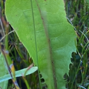 Taraxacum aristum at Kosciuszko National Park - 29 Jan 2024