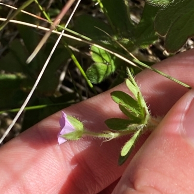 Geranium solanderi var. solanderi (Native Geranium) at Gooandra, NSW - 28 Jan 2024 by Tapirlord