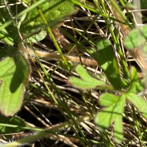 Geranium solanderi var. solanderi at Kosciuszko National Park - 29 Jan 2024