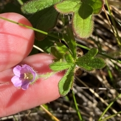 Geranium solanderi var. solanderi at Kosciuszko National Park - 29 Jan 2024 10:40 AM