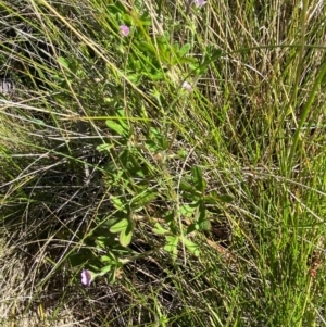 Geranium solanderi var. solanderi at Kosciuszko National Park - 29 Jan 2024