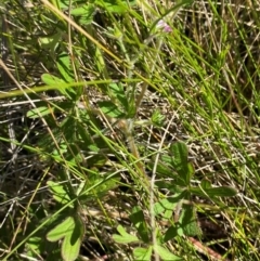 Geranium solanderi var. solanderi at Kosciuszko National Park - 29 Jan 2024 10:40 AM