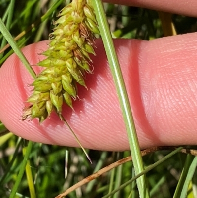 Carex blakei (Blake's Sedge) at Kosciuszko National Park - 29 Jan 2024 by Tapirlord