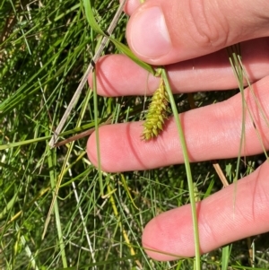 Carex blakei at Kosciuszko National Park - 29 Jan 2024