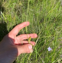 Carex blakei at Kosciuszko National Park - 29 Jan 2024