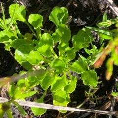 Viola fuscoviolacea at Gooandra, NSW - 28 Jan 2024 by Tapirlord