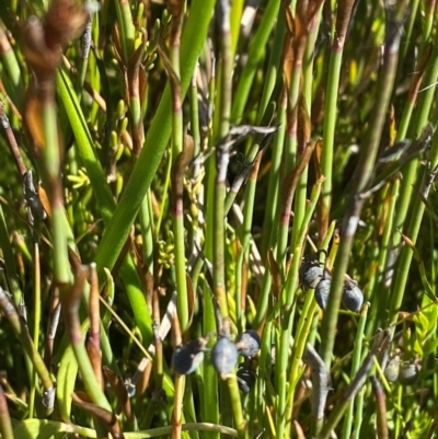 Sphaerolobium minus (Globe-pea) at Gooandra, NSW - 28 Jan 2024 by Tapirlord