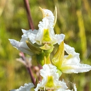 Prasophyllum viriosum at Kosciuszko National Park - 29 Jan 2024