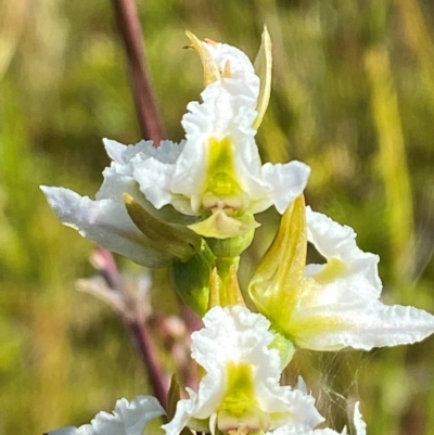Paraprasophyllum viriosum (Stocky leek orchid) at Kosciuszko National Park - 29 Jan 2024 by Tapirlord