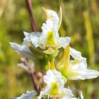 Prasophyllum viriosum (Stocky leek orchid) at Gooandra, NSW - 28 Jan 2024 by Tapirlord
