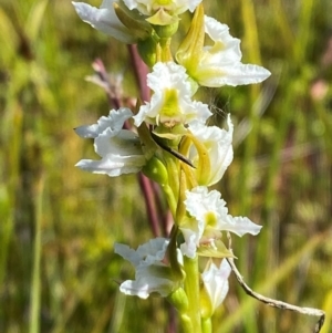 Prasophyllum viriosum at Kosciuszko National Park - 29 Jan 2024