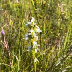 Paraprasophyllum viriosum at Kosciuszko National Park - 29 Jan 2024