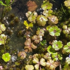 Hydrocotyle rivularis (A Pennywort) at Gooandra, NSW - 28 Jan 2024 by Tapirlord