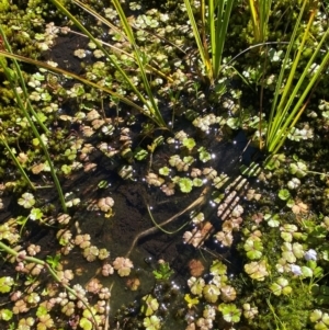 Hydrocotyle rivularis at Kosciuszko National Park - 29 Jan 2024