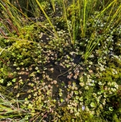 Hydrocotyle rivularis at Kosciuszko National Park - 29 Jan 2024