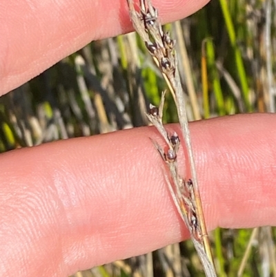 Machaerina gunnii (Slender Twig-rush) at Kosciuszko National Park - 29 Jan 2024 by Tapirlord