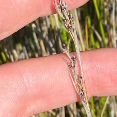 Baumea gunnii (Slender Twig-rush) at Gooandra, NSW - 28 Jan 2024 by Tapirlord