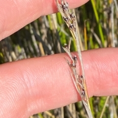 Machaerina gunnii at Kosciuszko National Park - 29 Jan 2024