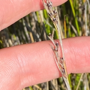 Machaerina gunnii at Kosciuszko National Park - 29 Jan 2024