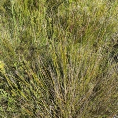 Machaerina gunnii at Kosciuszko National Park - 29 Jan 2024