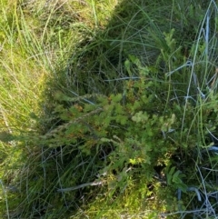 Epacris paludosa at Kosciuszko National Park - 29 Jan 2024