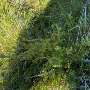 Epacris paludosa at Kosciuszko National Park - 29 Jan 2024