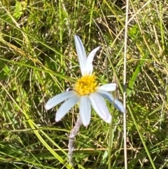 Celmisia sp. Pulchella (M.Gray & C.Totterdell 7079) Australian National Herbarium (Narrow-leaved Snow Daisy) at Kosciuszko National Park - 29 Jan 2024 by Tapirlord