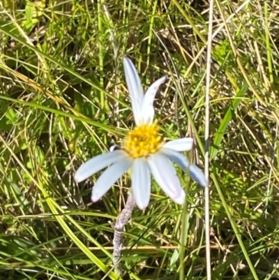 Celmisia sp. Pulchella (M.Gray & C.Totterdell 7079) Australian National Herbarium (Narrow-leaved Snow Daisy) at Gooandra, NSW - 28 Jan 2024 by Tapirlord