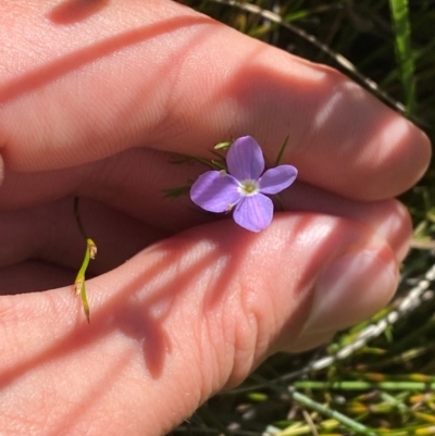 Veronica subtilis (Slender Speedwell) at Gooandra, NSW - 28 Jan 2024 by Tapirlord