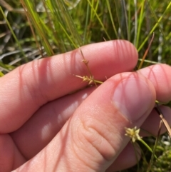 Carex capillacea at Kosciuszko National Park - 29 Jan 2024