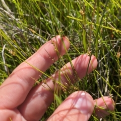 Carex capillacea at Kosciuszko National Park - 29 Jan 2024