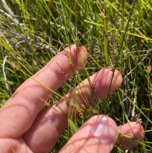 Carex capillacea at Kosciuszko National Park - 29 Jan 2024