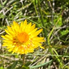 Xerochrysum subundulatum (Alpine Everlasting) at Gooandra, NSW - 28 Jan 2024 by Tapirlord