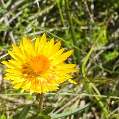 Xerochrysum subundulatum (Alpine Everlasting) at Kosciuszko National Park - 29 Jan 2024 by Tapirlord