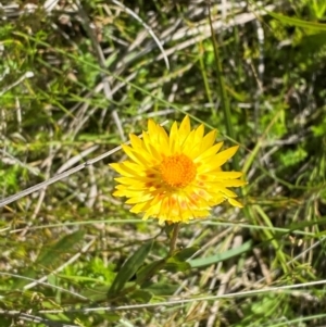 Xerochrysum subundulatum at Kosciuszko National Park - 29 Jan 2024