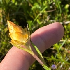 Xerochrysum subundulatum at Kosciuszko National Park - 29 Jan 2024