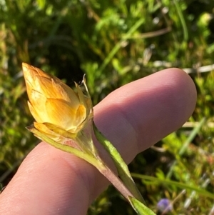 Xerochrysum subundulatum at Kosciuszko National Park - 29 Jan 2024