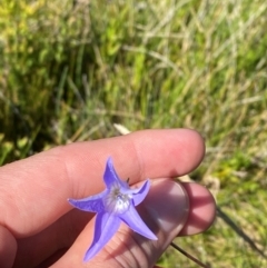 Wahlenbergia ceracea (Waxy Bluebell) at Gooandra, NSW - 28 Jan 2024 by Tapirlord