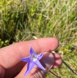 Wahlenbergia ceracea at Kosciuszko National Park - 29 Jan 2024