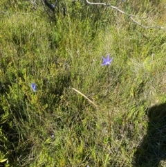 Wahlenbergia ceracea at Kosciuszko National Park - 29 Jan 2024