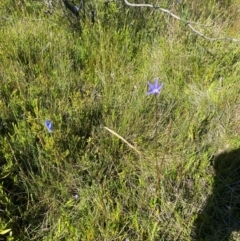 Wahlenbergia ceracea at Kosciuszko National Park - 29 Jan 2024 10:16 AM